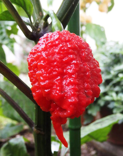 ONI LAB. RED REAPER — Carolina Reaper Powder