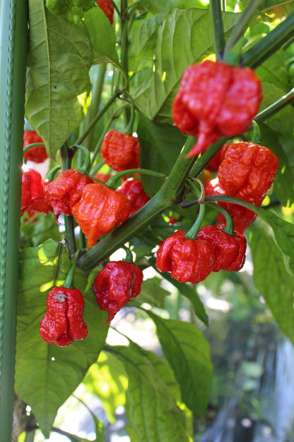 ONI LAB. RED REAPER — Carolina Reaper Powder