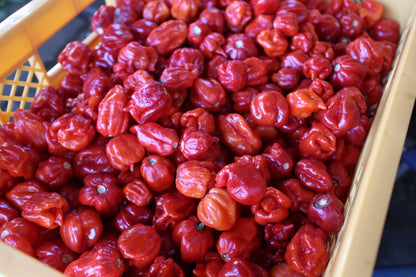 ONI LAB. RED REAPER — Carolina Reaper Powder